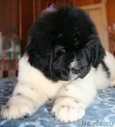 Превью фото № 123382