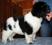 Превью фото № 123386