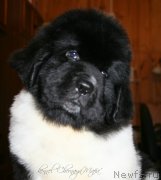 Превью фото № 123387