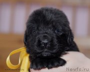 Превью фото № 123457