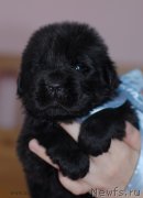 Превью фото № 123469