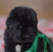 Превью фото № 123478