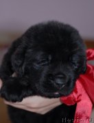 Превью фото № 123486