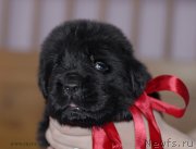 Превью фото № 123487