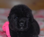 Превью фото № 123491