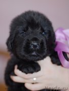 Превью фото № 123499