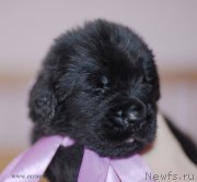 Превью фото № 123501