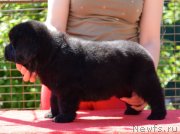 Превью фото № 123505