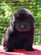 Превью фото № 123507