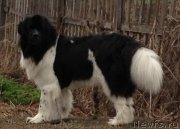 Превью фото № 123512