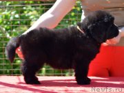 Превью фото № 123514