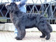 Превью фото № 123575