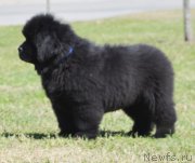 Превью фото № 123609