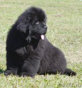 Превью фото № 123611