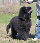 Превью фото № 123612