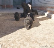 Превью фото № 123625