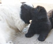 Превью фото № 123634