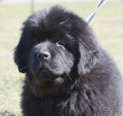 Превью фото № 123655