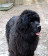 Превью фото № 123663