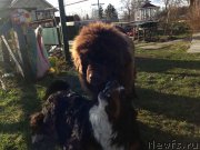 Превью фото № 123668