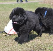 Превью фото № 123698