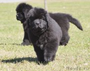 Превью фото № 123699