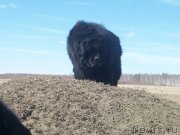 Превью фото № 123760