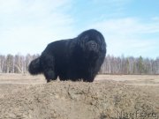 Превью фото № 123761