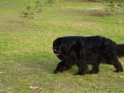 Превью фото № 123810