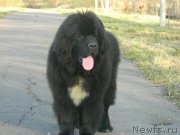 Превью фото № 123845