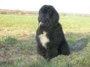 Превью фото № 123847