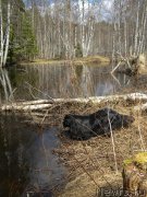 Превью фото № 123874