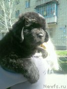 Превью фото № 123915