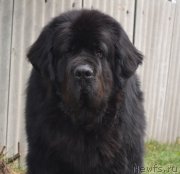 Превью фото № 123932