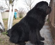 Превью фото № 123933