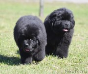 Превью фото № 123985