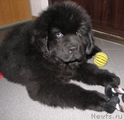 Превью фото № 124036