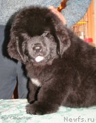 Превью фото № 124092