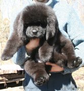 Превью фото № 124095