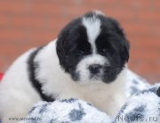 Превью фото № 124129