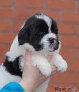 Превью фото № 124136