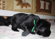 Превью фото № 124164