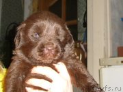 Превью фото № 124193