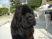 Превью фото № 124198