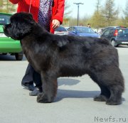 Превью фото № 124249