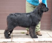 Превью фото № 124263