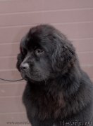 Превью фото № 124265