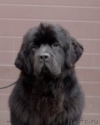 Превью фото № 124266