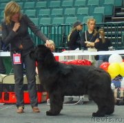 Превью фото № 124273