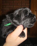 Превью фото № 124285